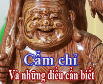 Gỗ cẩm chỉ là gì, cách nhận biết gỗ cẩm chỉ và tại sao gỗ cẩm chỉ lại cực kỳ quý hiếm